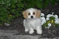 Boyd, a male Cavachon for sale in Eldorado, OH – 2 of 5