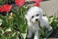 Lulu, a female Bichon Frise for sale in Eldorado, OH – Photo 3 of 4
