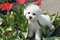 Lulu, a female Bichon Frise for sale in Eldorado, OH – Photo 1 of 4
