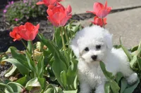 Lulu, a female Bichon Frise for sale in Eldorado, OH – Photo 2 of 4