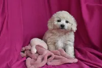 Chica, a female Bichpoo for sale in Eldorado, OH – 4 of 4