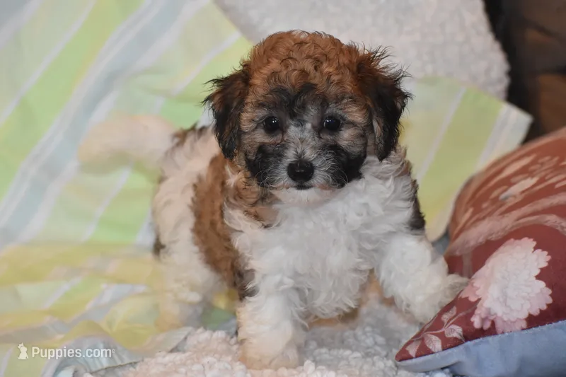 Peter Pan  – Bichpoo puppy for sale in Eldorado, OH