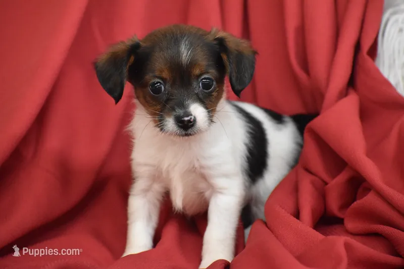 Taco – Yorkipoo puppy for sale in Eldorado, OH