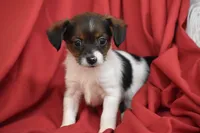 Taco, a male Yorkipoo for sale in Eldorado, OH – 1 of 3