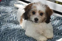Davey, a male Cavachon for sale in Eldorado, OH – 5 of 6