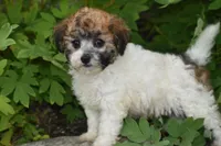 Polly, a female Bichpoo for sale in Eldorado, OH – 3 of 4