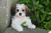 Duggar, a male Cavachon for sale in Eldorado, OH – 1 of 5