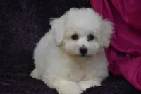 Cookie, a female Bichon Frise for sale in Eldorado, OH – 2 of 3