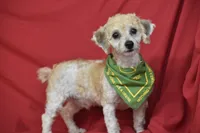 Buddy, a male Bichpoo for sale in Eldorado, OH – 2 of 3