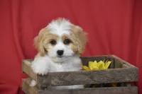 Sunny Boy, a male Cavachon for sale in Eldorado, OH – 4 of 4