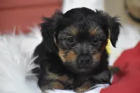 Tucker, a male Yorkipoo for sale in Eldorado, OH – 4 of 4