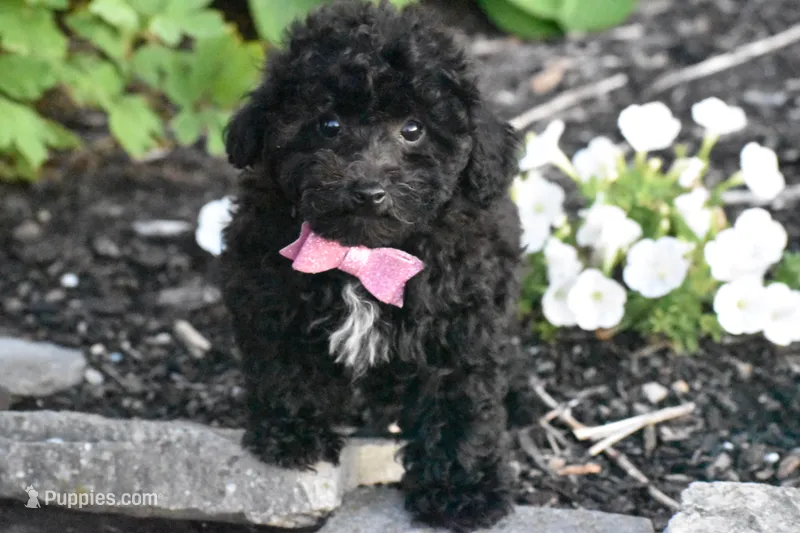 Petunia – Bichpoo puppy for sale in Eldorado, OH
