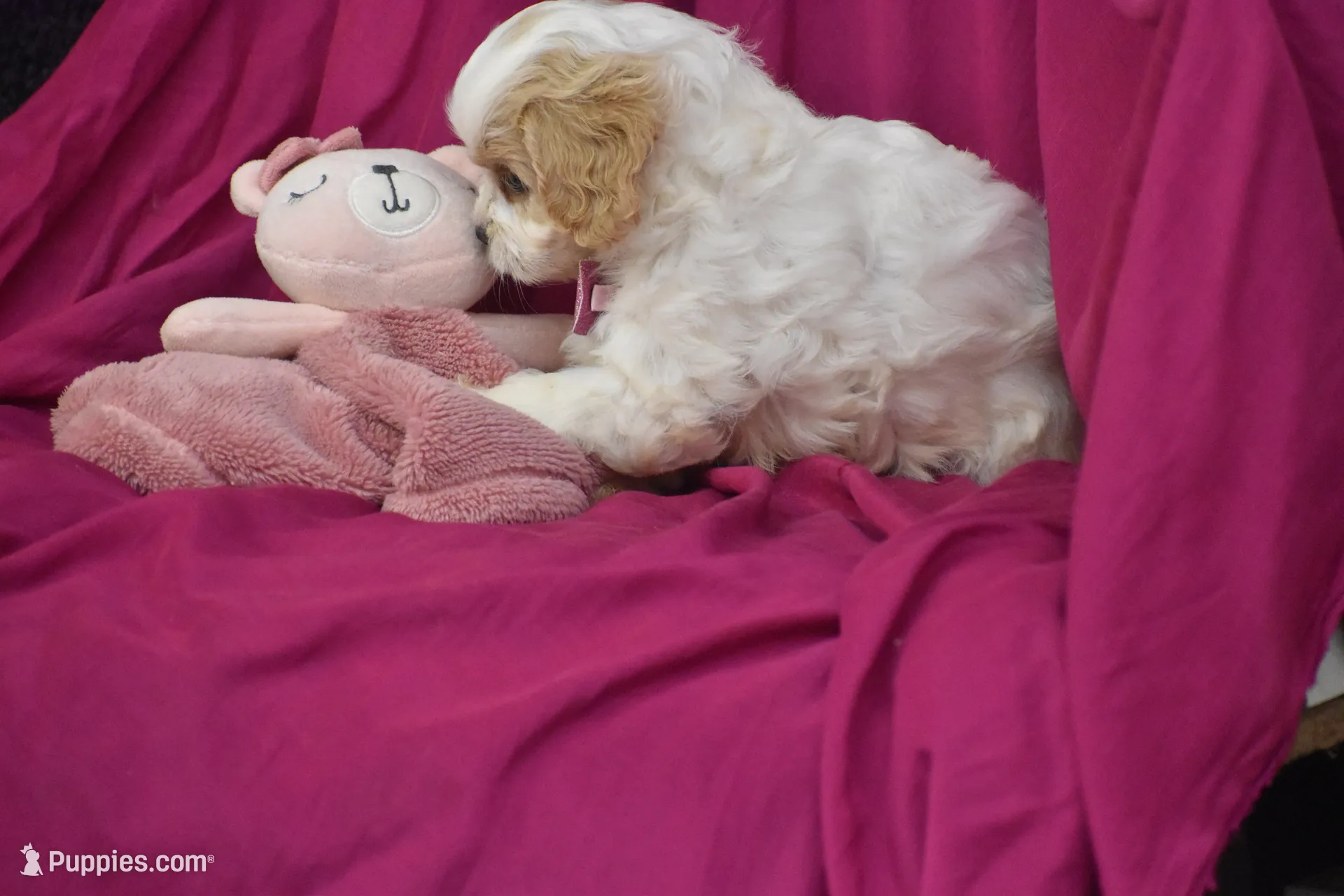 Pixie, a female Cavachon for sale in Eldorado, OH – Photo 4 of 4