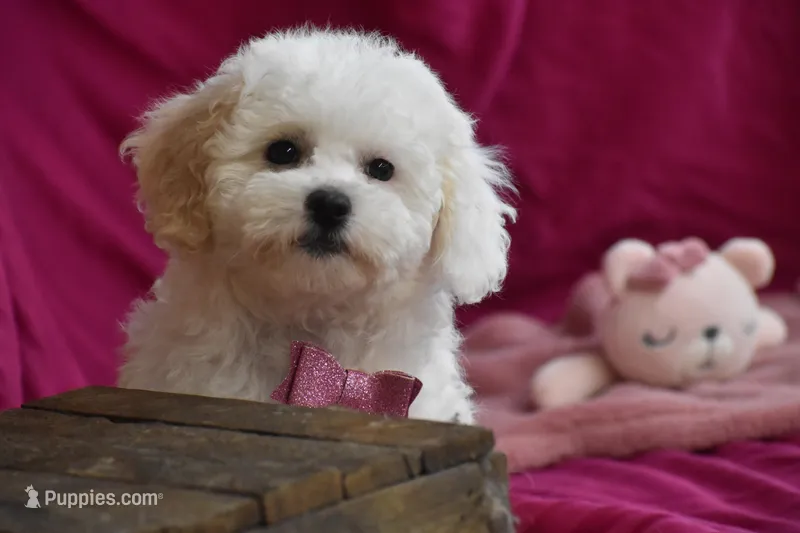 Piper – Bichpoo puppy for sale in Eldorado, OH