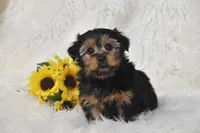 Tucker , a male Yorkshire Terrier for sale in Eldorado, OH – 2 of 3