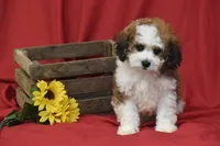 Buttons, a male Cavachon for sale in Eldorado, OH – 4 of 4
