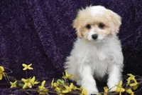 Sweet Potato Joe, a male Cavachon for sale in Eldorado, OH – Photo 5 of 5