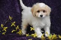 Sweet Potato Joe, a male Cavachon for sale in Eldorado, OH – Photo 4 of 5