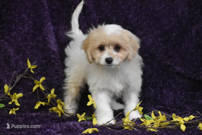 Sweet Potato Joe, a male Cavachon for sale in Eldorado, OH – Photo 1 of 5