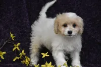 Sweet Potato Joe, a male Cavachon for sale in Eldorado, OH – Photo 2 of 5