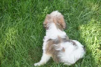 Milo, a male Cavachon for sale in Eldorado, OH – 4 of 5