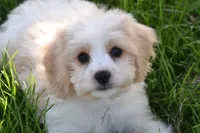 Mason, a male Cavachon for sale in Eldorado, OH – 1 of 4