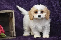 Dolly, a female Cavachon for sale in Eldorado, OH – 2 of 4