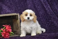 Dolly, a female Cavachon for sale in Eldorado, OH – 4 of 4