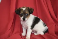 Texas, a male Yorkipoo for sale in Eldorado, OH – 4 of 4