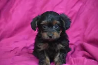 Miss Torrie, a female Yorkipoo for sale in Eldorado, OH – 3 of 3