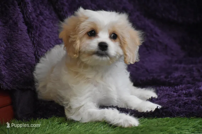 Happy Camper Mo, a male Cavachon for sale in Eldorado, OH – Photo 1 of 5