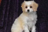 Happy Camper Mo, a male Cavachon for sale in Eldorado, OH – Photo 4 of 5