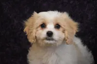 Happy Camper Mo, a male Cavachon for sale in Eldorado, OH – Photo 3 of 5