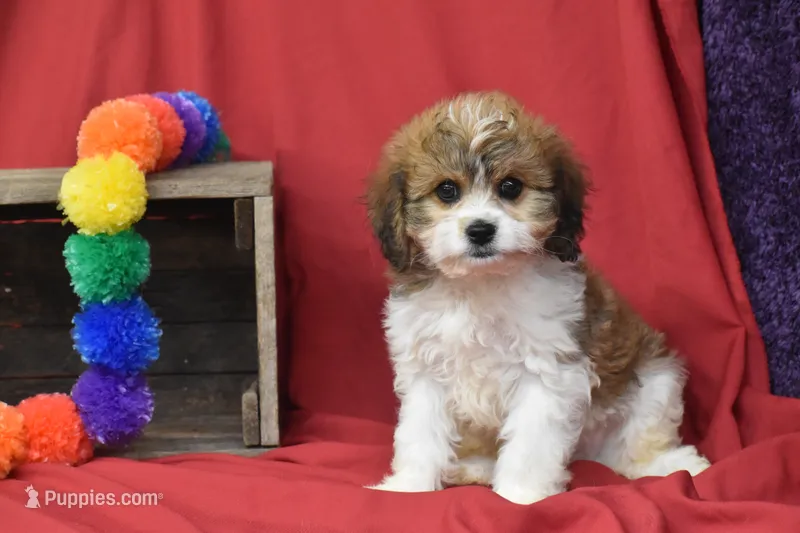 Banjo – Cavachon puppy for sale in Eldorado, OH