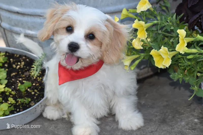 Boyd – Cavachon puppy for sale in Eldorado, OH