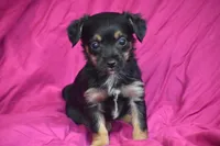 Miss Tinkerbelle, a female Yorkipoo for sale in Eldorado, OH – 2 of 3