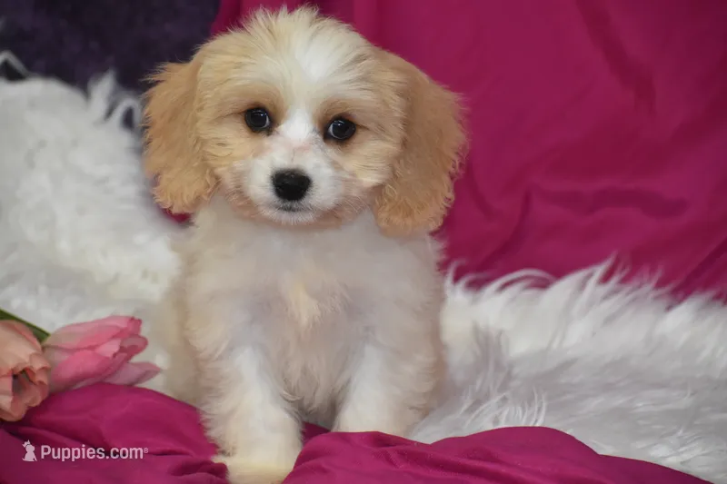 Molly – Cavachon puppy for sale in Eldorado, OH