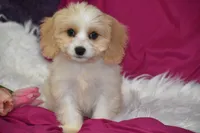Molly, a female Cavachon for sale in Eldorado, OH – 1 of 3