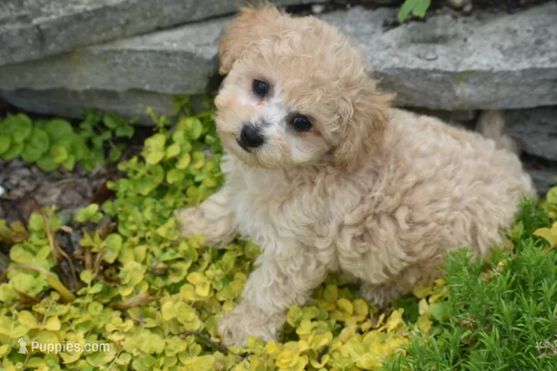 Pickles – Bichpoo puppy for sale in Eldorado, OH