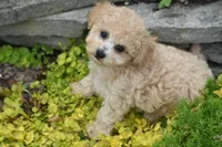 Pickles, a male Bichpoo for sale in Eldorado, OH – 1 of 3