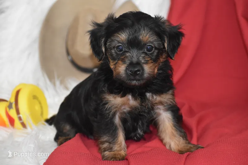 Tucker – Yorkipoo puppy for sale in Eldorado, OH