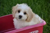 Mason, a male Cavachon for sale in Eldorado, OH – 2 of 4