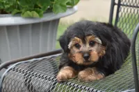 Tucker, a male Yorkshire Terrier for sale in Eldorado, OH – 2 of 3