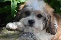 Duggar, a male Cavachon for sale in Eldorado, OH – 2 of 5