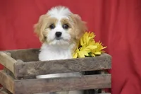 Sunny Boy, a male Cavachon for sale in Eldorado, OH – 2 of 4
