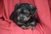 Tucker, a male Yorkipoo for sale in Eldorado, OH – 2 of 4