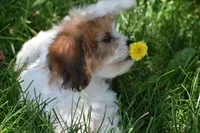 Sprinkles, a female Cavachon for sale in Eldorado, OH – 5 of 5