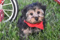 Tucker, a male Yorkshire Terrier for sale in Eldorado, OH – 1 of 4