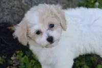 Kitty, a female Bichpoo for sale in Eldorado, OH – 3 of 4