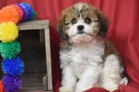 Banjo, a male Cavachon for sale in Eldorado, OH – 5 of 5